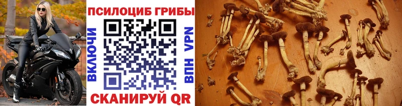ОМГ ОМГ tor  где купить   Карабаш  Псилоцибиновые грибы Cubensis 